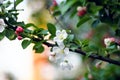 A branch of a blossoming white tree Royalty Free Stock Photo