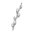 Branch of a blossoming willow. Royalty Free Stock Photo