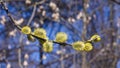 Branch of blossoming willow with catkins on bokeh background, selective focus, shallow DOF Royalty Free Stock Photo