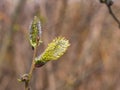 Branch of blossoming willow with catkins on bokeh background, selective focus, shallow DOF Royalty Free Stock Photo