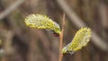 Branch of blossoming willow with catkins on bokeh background, selective focus, shallow DOF Royalty Free Stock Photo