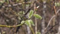 Branch of blossoming willow with catkins on bokeh background, selective focus, shallow DOF Royalty Free Stock Photo