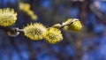 Branch of blossoming willow with catkins on bokeh background, selective focus, shallow DOF