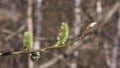 Branch of blossoming willow with catkins on bokeh background, selective focus, shallow DOF Royalty Free Stock Photo