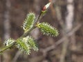 Branch of blossoming willow with catkins on bokeh background, selective focus, shallow DOF Royalty Free Stock Photo