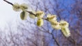 Branch of blossoming willow with catkins on bokeh background, selective focus, shallow DOF Royalty Free Stock Photo