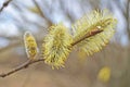 A branch of a blossoming willow with fluffy white flowers and yellow pollen Royalty Free Stock Photo