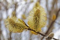 A branch of a blossoming willow with fluffy white flowers and yellow pollen Royalty Free Stock Photo