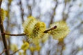 A branch of a blossoming willow with fluffy white flowers and yellow pollen Royalty Free Stock Photo