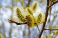 A branch of a blossoming willow with fluffy white flowers and yellow pollen Royalty Free Stock Photo