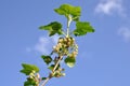 A branch of blossoms currant. Royalty Free Stock Photo