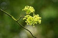 branch with blossoms of a Norway maple