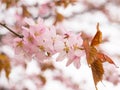 Branch with blossoms Sakura. Abundant flowering bushes with pink buds cherry blossoms