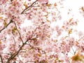 Branch with blossoms Sakura. Abundant flowering bushes with pink buds cherry blossoms