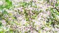 Branch with blossoms Sakura. Abundant flowering bushes with pink buds cherry blossoms in the spring. Flowers of Prunus incisa in