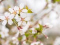 Branch with blossoms Sakura. Abundant flowering bushes with pink buds cherry blossoms in the spring.