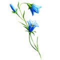 Branch blue Campanula bell isolated