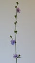 Branch with 3 blue chicory flowers on a white background isolating. Background picture. Royalty Free Stock Photo