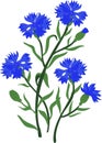 Branch of blue cornflowers. Vector illustration, isolated Royalty Free Stock Photo