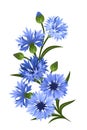 Branch of blue cornflowers. Vector illustration. Royalty Free Stock Photo