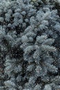Branch of blue fir like texture Royalty Free Stock Photo