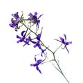 A branch with blue flowers of the consolida regalis isolated on a white background, close-up. Meadow flower known as forking