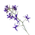 A branch with blue flowers of the consolida regalis isolated on a white background, close-up. Meadow flower known as forking Royalty Free Stock Photo