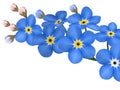 Branch of blue forget-me-not flowers isolated - vector illustration Royalty Free Stock Photo