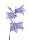 Branch blue hand bell on a white background,closeup