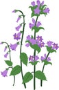 Branch blue hand Campanula bell