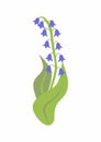 branch blue hand Campanula bell on white background, isolated vector