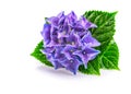 Branch blue hydrangea with green leaf