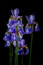 Branch of blue Iris with water drops Royalty Free Stock Photo