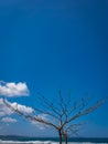 A branch with a blue sky cloudly