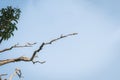 Branch blue sky dry nature