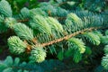 Branch of the blue spruce Royalty Free Stock Photo