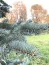 Branch of blue spruce against the background of yellowed autumn trees Royalty Free Stock Photo