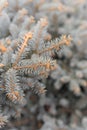 A branch of blue spruce close. Beautiful winter background with needles and branches of a Christmas tree Royalty Free Stock Photo