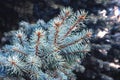 Branch blue spruce close-up Royalty Free Stock Photo