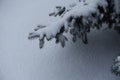 Branch of blue spruce covered with layer of snow Royalty Free Stock Photo