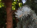 Branch of blue spruce in forest