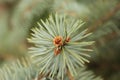 Branch blue spruce. Royalty Free Stock Photo