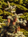 Branch of blue spruce with ripe pinecones