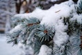 A branch of blue spruce with short needles covered in snow