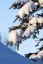 A branch of a blue spruce on a sunny day in the snow against a blue sky background. Beautiful winter landscape for a postcard. Royalty Free Stock Photo