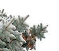 Branch blue spruce trees covered with snow cones