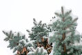 Branch blue spruce trees covered with snow cones