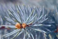 A branch of blue spruce with young shoots of cones close-up. macro Royalty Free Stock Photo