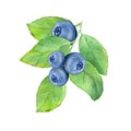 A branch with blueberries with green leaves, watercolor painting. Botanical illustration.