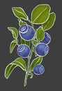 Branch of blueberry with leaves on gray background Royalty Free Stock Photo